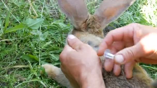 Szczepienie ochronne królików wstrzyknięciem strzykawki i specjalnym lekiem przeciw chorobom. Ręce mężczyzny wstrzykują w kłęb królika lub zająca. — Wideo stockowe