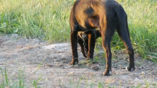 Молодой смешной чёрный пёс на металлической цепи ест что-то с земли во дворе. — стоковое видео
