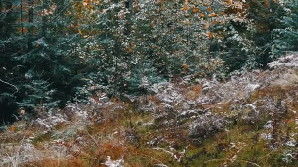 Montagne carpatiche coperte di prima neve, felci, abeti rossi e alberi — Video Stock