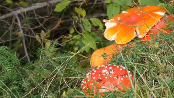 Eine riesige Riesenfliege agaric rote Farbe Nahaufnahme. Herbsternte der Pilze in den Karpaten — Stockvideo