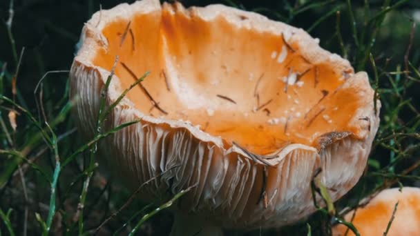 Huge giant mushroom in grass close up view. Autumn October harvest of mushrooms — Stock Video