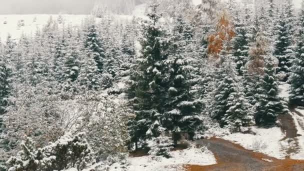 Tranquilo cuadro pacífico de pinos en los Cárpatos, cubierto con una gran capa de la primera nieve — Vídeos de Stock