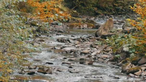 Осенний горный поток протекает через большие камни в Карпатах, Украина — стоковое видео