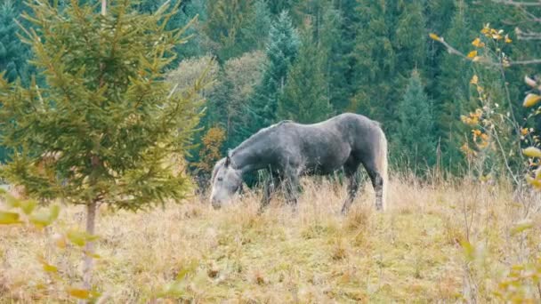Um belo cavalo cinzento pastoreia em uma encosta nas montanhas dos Cárpatos — Vídeo de Stock