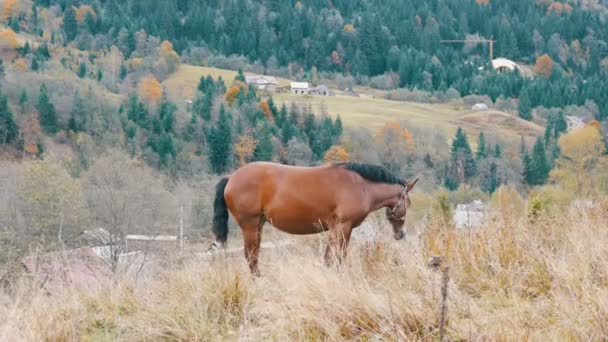カルパチア山脈の丘の中腹にある美しい赤い馬の放牧 — ストック動画