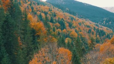 Ekim ayı başlarında Karpat Dağları 'nda çok renkli güzel yapraklar. Dünyanın en eski dağlarının doğal güzelliği.
