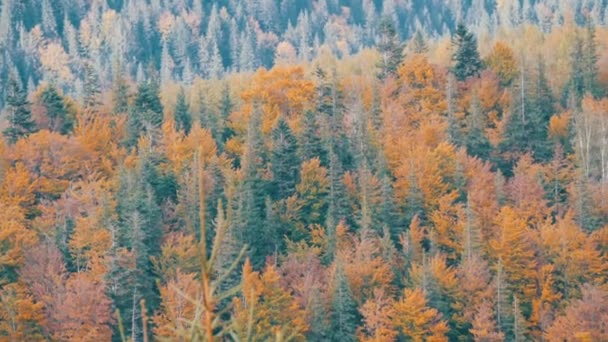Colorful autumn foliage in Carpathian mountains in early autumn, in October — Stock Video