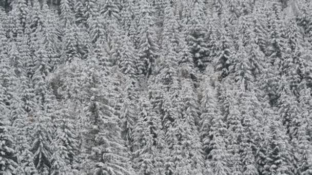 Sněhem pokryté vrcholky borovic. Karpatské hory v říjnu, první sníh na vysočině — Stock video