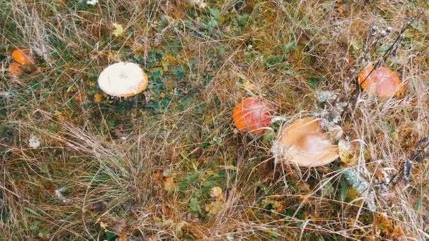 Outubro outono estação de colheita de cogumelos. De cima no topo de um grande número de mosca agárica e outros cogumelos na grama com neve nas montanhas dos Cárpatos — Vídeo de Stock