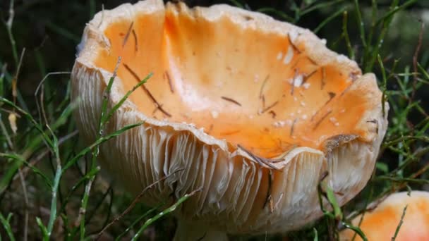 Огромный гигантский гриб в траве закрывает обзор. Осенний октябрь сбор грибов — стоковое видео