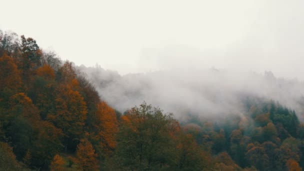 ウクライナの普通のカルパティアの村。10月のカラフルな紅葉のカルパチアの秋の山の上に濃い霧. — ストック動画