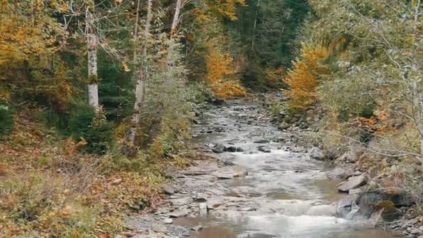 Szybki, zimny górski potok Czeremosz w Karpatach — Wideo stockowe