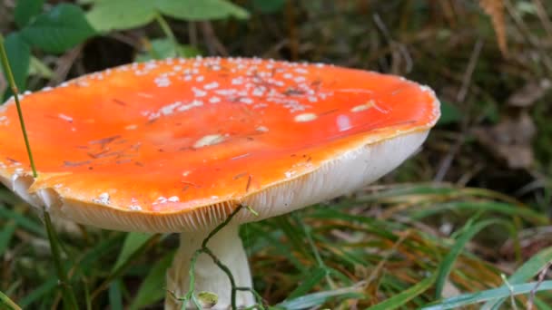 Een reusachtige vlieg agaric rode kleur close-up uitzicht. Herfst oogst van paddenstoelen in Karpaten — Stockvideo