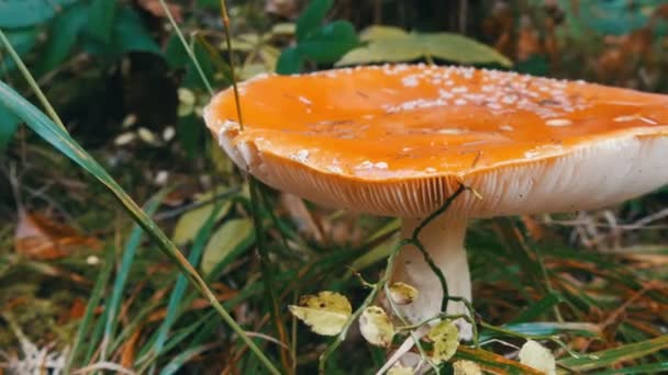 Enorme reusachtige paddenstoel in gras van dichtbij gezien. Herfst Oktober oogst van champignons — Stockvideo