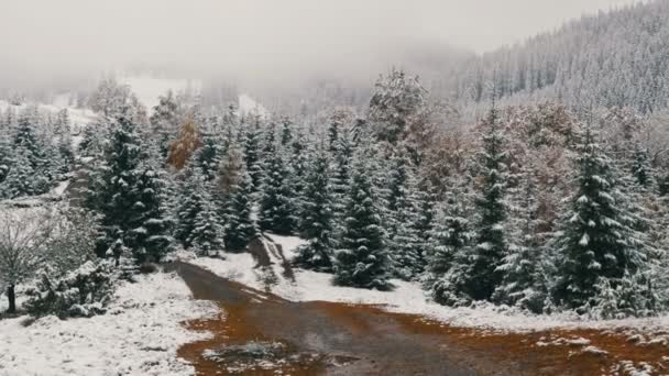 Tranquilo cuadro pacífico de pinos en los Cárpatos, cubierto con una gran capa de la primera nieve — Vídeo de stock