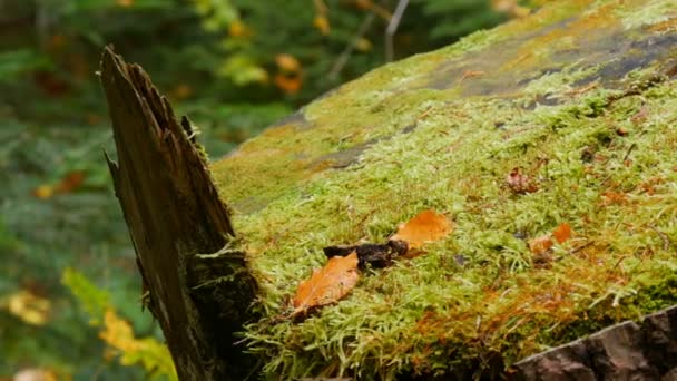 Velký starý pařez pokrytý zeleným mechem v lese. Řezaný strom — Stock video
