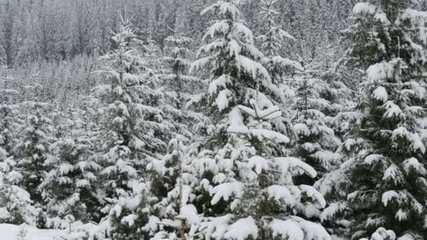 Cime di pino innevate. Montagne carpatiche nel mese di ottobre, prima neve in altopiani — Video Stock