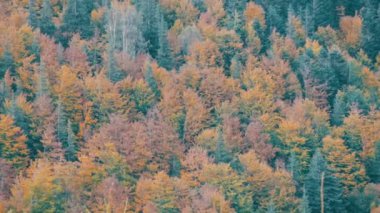 Ekim ayı başlarında Karpat Dağları 'nda çok renkli güzel yapraklar. Dünyanın en eski dağlarının doğal güzelliği.