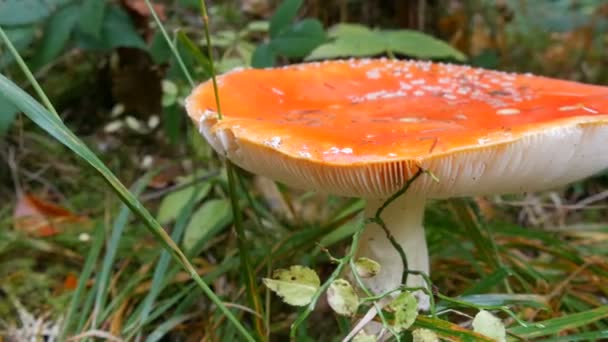 Bela mosca vermelha agaric na grama verde na floresta. Colheita de outono de cogumelos em Cárpatos — Vídeo de Stock