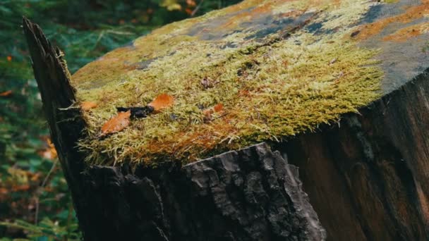 Ormanda yeşil yosunlarla kaplı büyük bir kütük. Testere ağacı — Stok video
