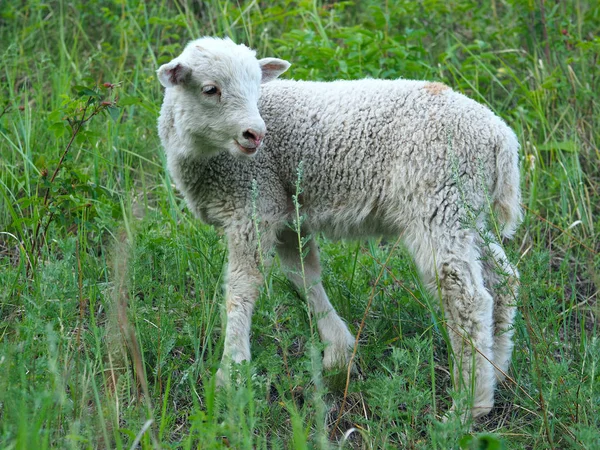 羔羊放牧 （羊羊） 在草地上 — 图库照片