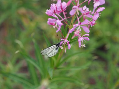 Aporia Crataegi önümüzdeki üzerinde