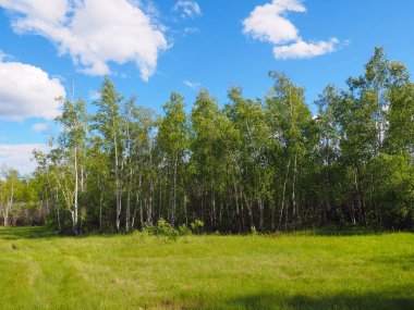 Huş ağacı orman ve mesophilic çayır