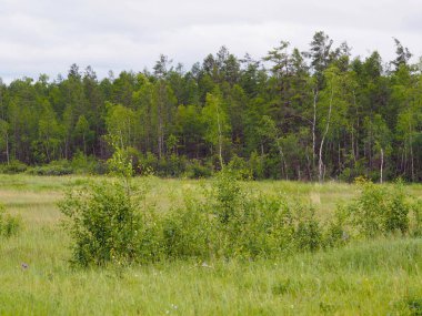Karışık melez (bitki)-huş ağacı orman