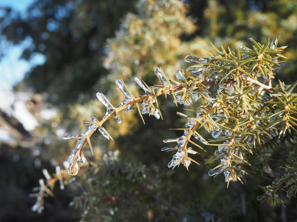 Les Branches Genévrier Sont Glacées Raison Humidité Élevée — Photo