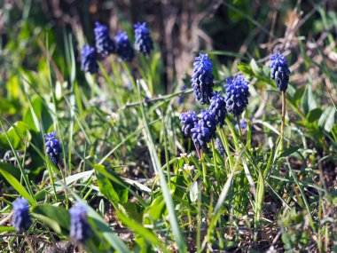 Muscari ihmalkarlığı- erken bahar çiçeği