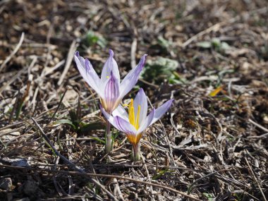 Iris ailesinden (Iridaceae) Crocus tauricus bitkisi)