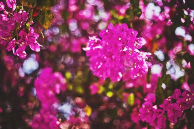 Ağaçtaki pembe çiçekler, güzel parlak bir arka plan.