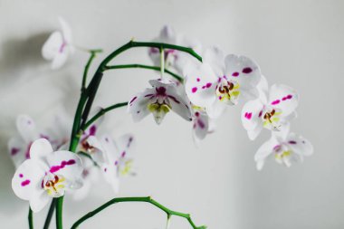 Güzel orkide çiçeği, arka plan 