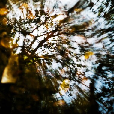 dalların ve yaprakların arkaplanı