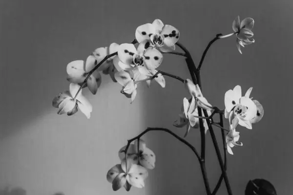 Hermosa Flor Orquídea Fondo — Foto de Stock
