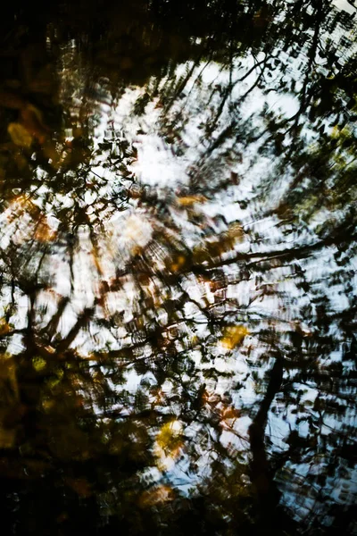 Background Branches Leaves — Stock Photo, Image