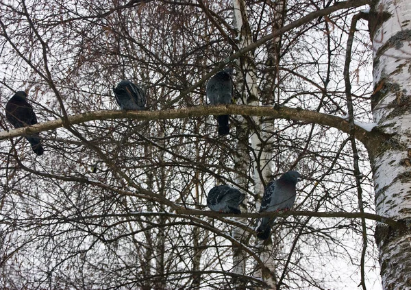 Common blue-gray doves in the city. Bird, who lives next to the man.
