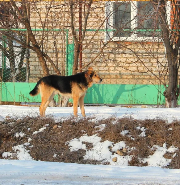 Dog, pet of all people. Dog in winter snow. Street dog walking.