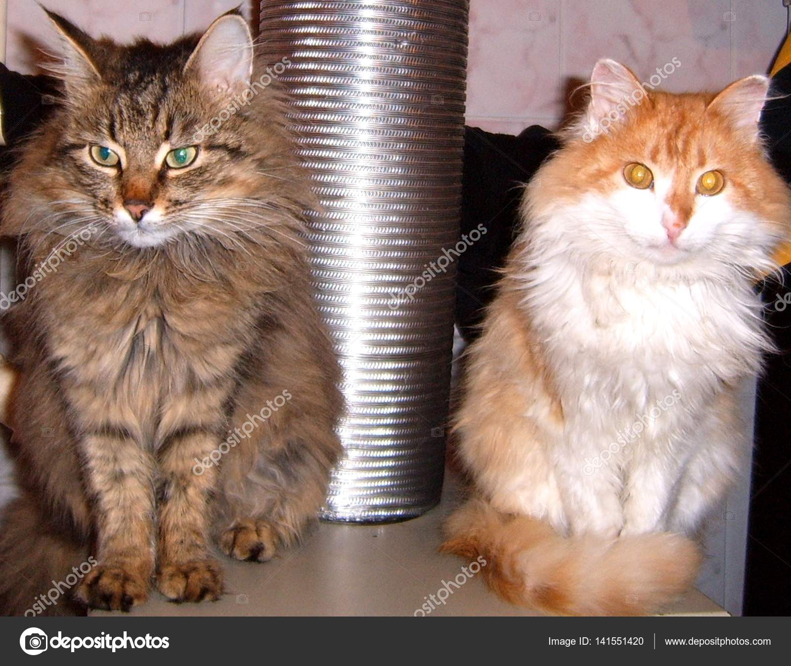 Chat Et Chaton Assis Sur Un Fond Blanc Photographie Avstraliavasin C Chat Et Chaton Assis Sur Un Fond Blanc Photographie Avstraliavasin C