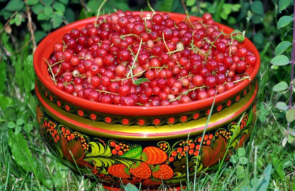 The ripe red currant gathered in a cup
