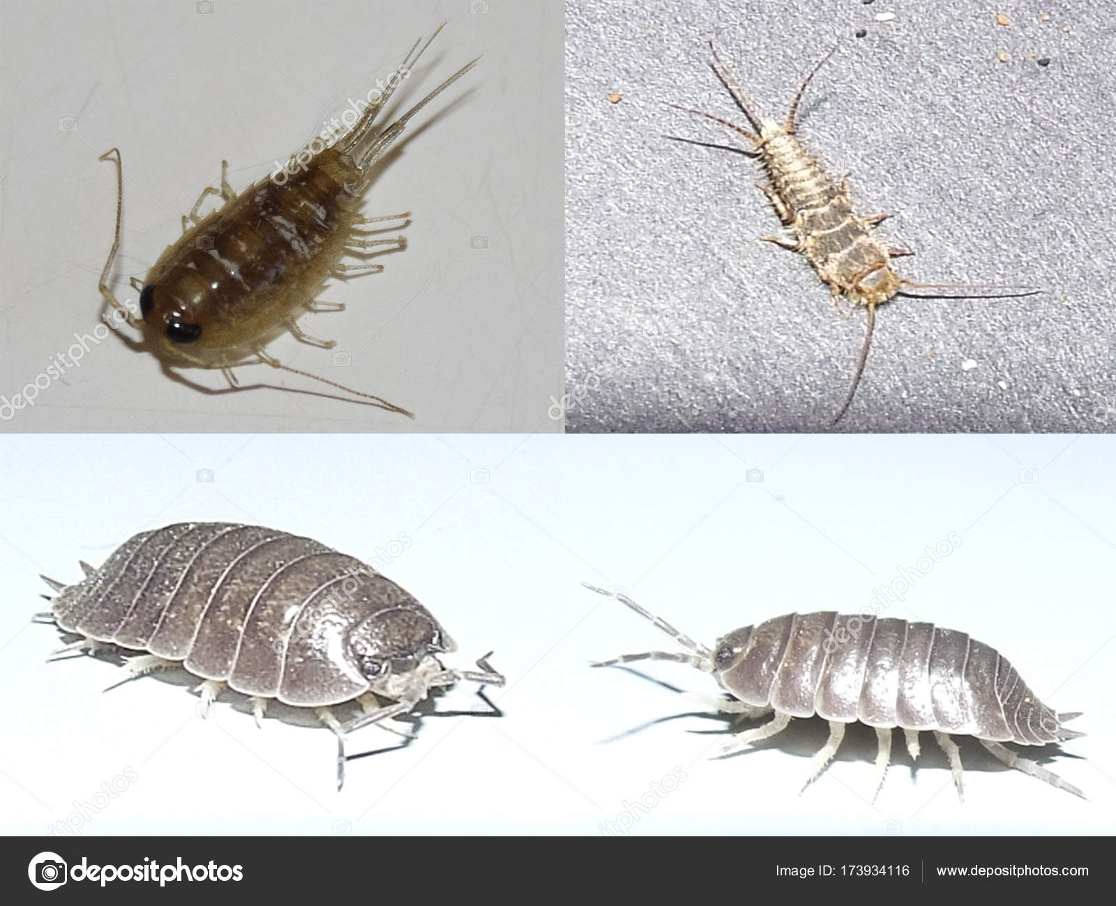 Насекомое lepisma saccharina, Thermobia domestica