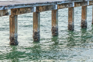 doku beton var deniz deniz kabuğu