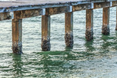 doku beton var deniz deniz kabuğu
