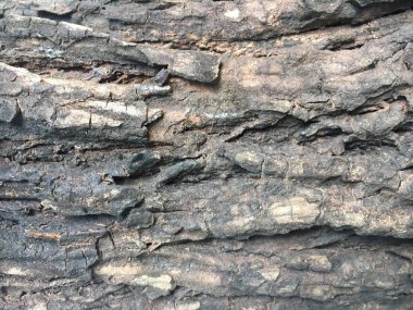 Ağaç kabuğu detay doku yakın atış