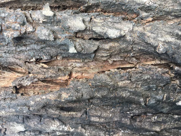 Detail texture of tree bark close up shot — Stock Photo, Image