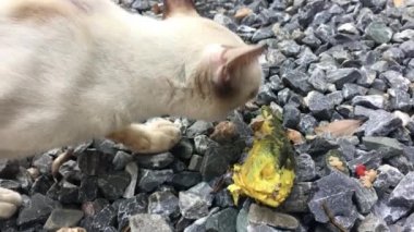 Aç kedi yeme balık 