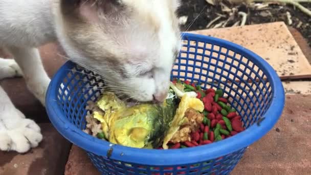 Hongerige kat eten vis — Stockvideo