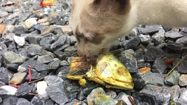 饥饿的猫吃鱼 — 图库视频影像