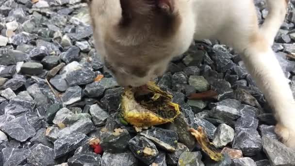 Голодний кіт їсть рибу — стокове відео