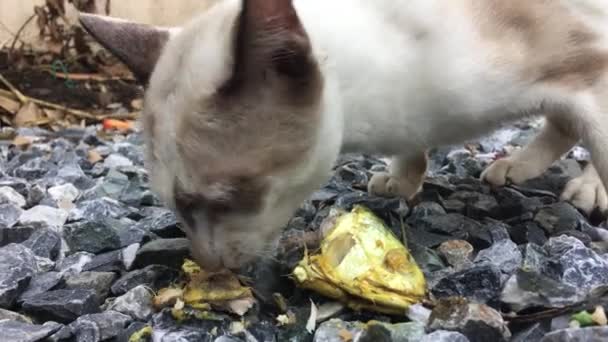 Gato faminto comer peixe — Vídeo de Stock